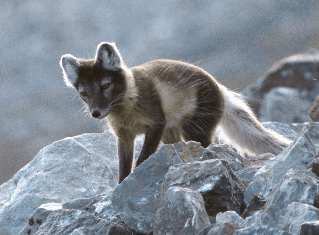 1024px-Arcticfox-3