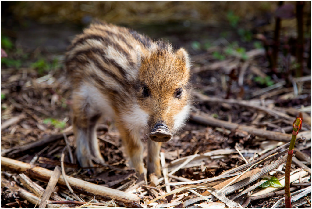 Korkeasaari - Google Chrome_2014-05-21_15-28-48