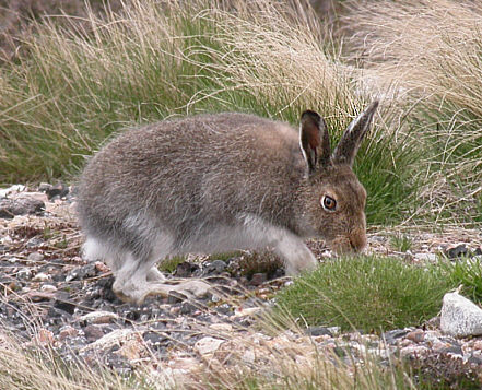 Mountain_Hare_Scotland
