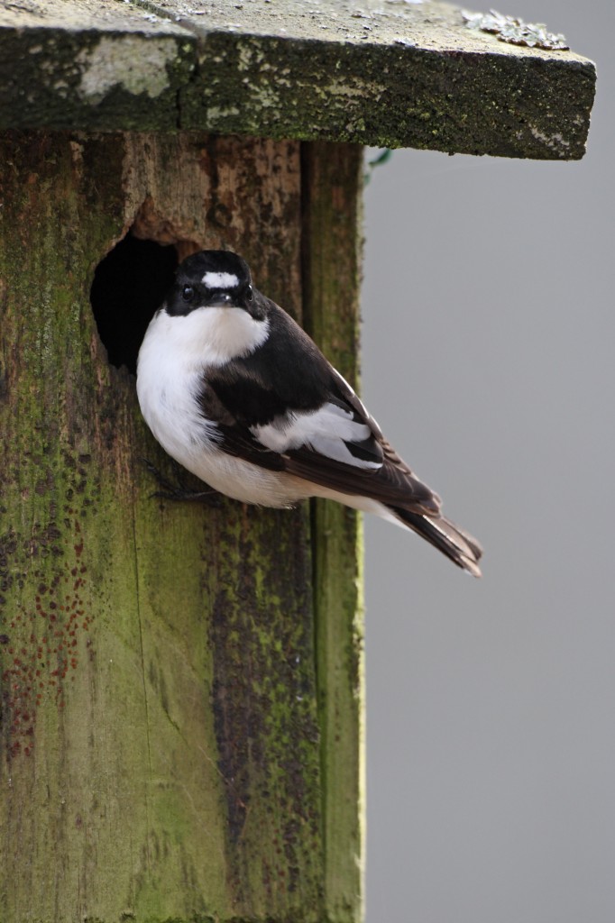 kirjosieppo-petri-pietilainen