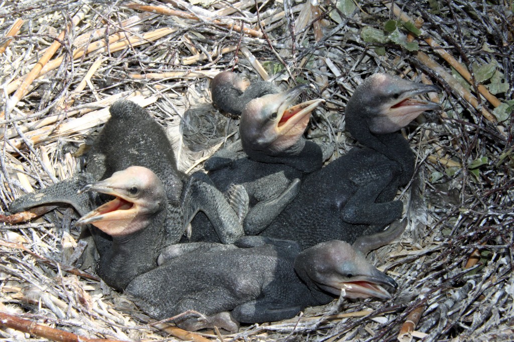 Merimetson_poikasia_pesassa_kuva_SeppoKnuuttila