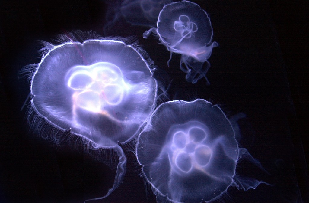 meduusatHienoRL kopio