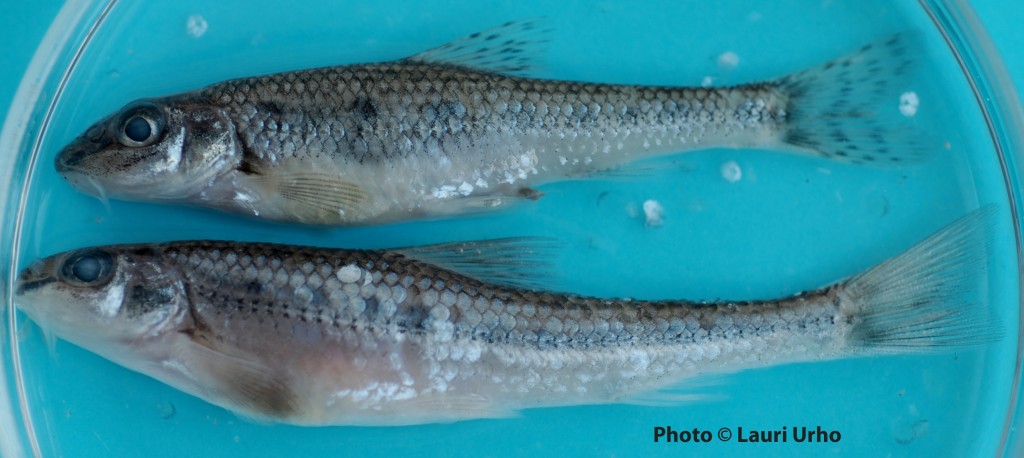 toro-ylla-ja-valkoevatoro-alla-20140617-5sc_0188_photo-lauri-urho