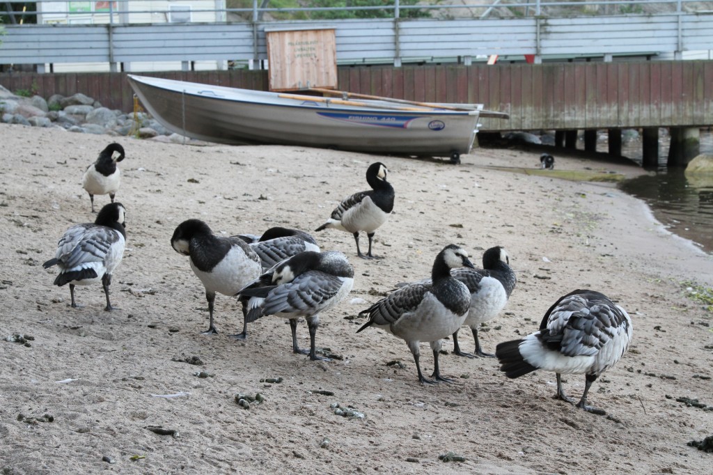 Valkoposki_medialle1.JPG, Valkoposki_medialle1.JPG, Valkoposki_medialle1