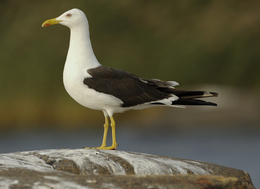 selkalokki-raimo-sundelin