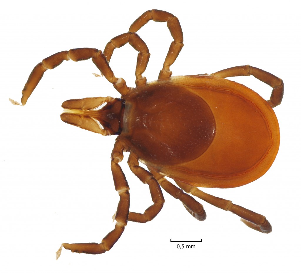 taigapunkki_Ixodes_persulcatus_tot
