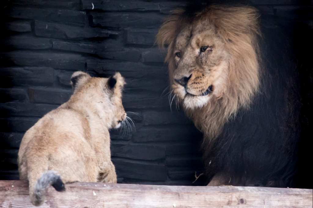 2014-11-06 20_35_04-Korkeasaari