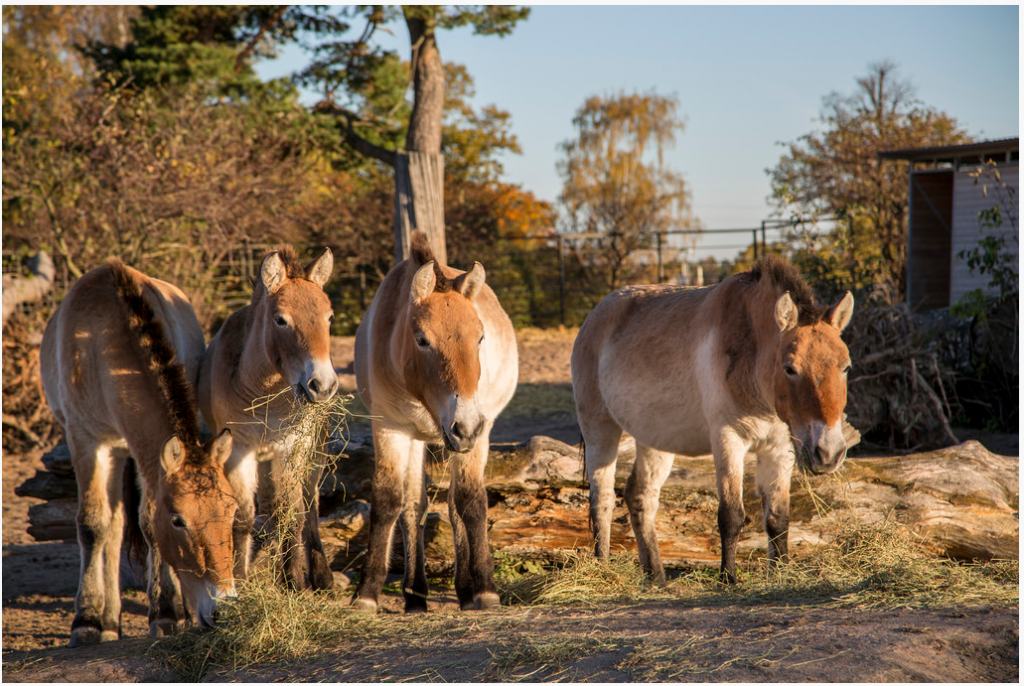 2014-11-20 14_41_35-Korkeasaari