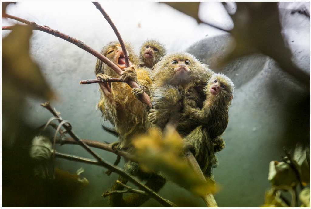 2014-12-12 12_54_49-Korkeasaari