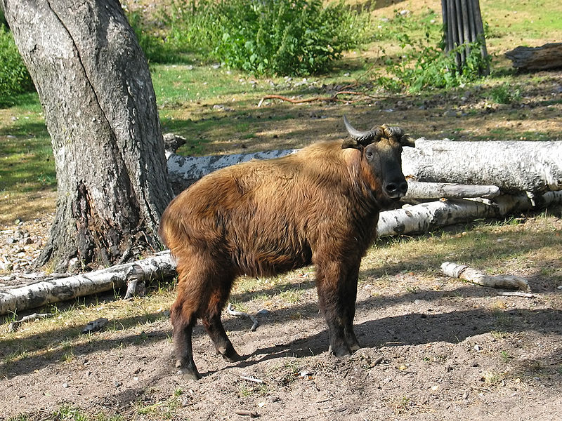 800px-Takin_(Budorcas_taxicolor)_in_Korkeasaari_Zoo,_Helsinki,_Finland