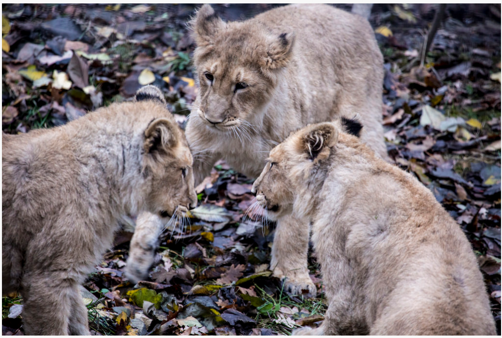 2015-01-23 13_01_23-Korkeasaari