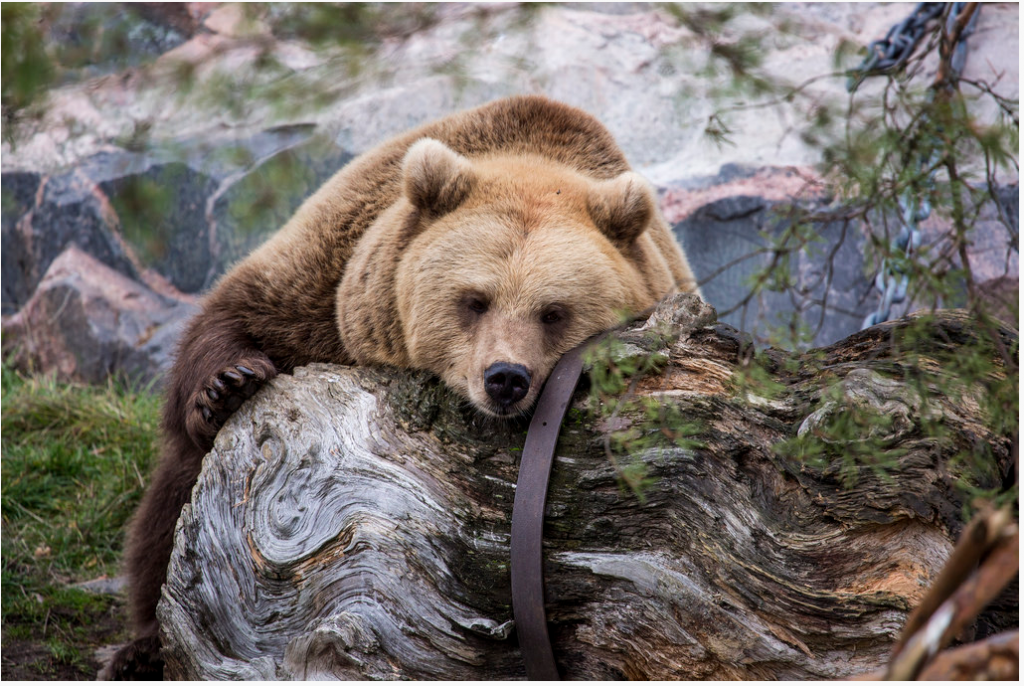 2015-02-10 13_44_40-Korkeasaari