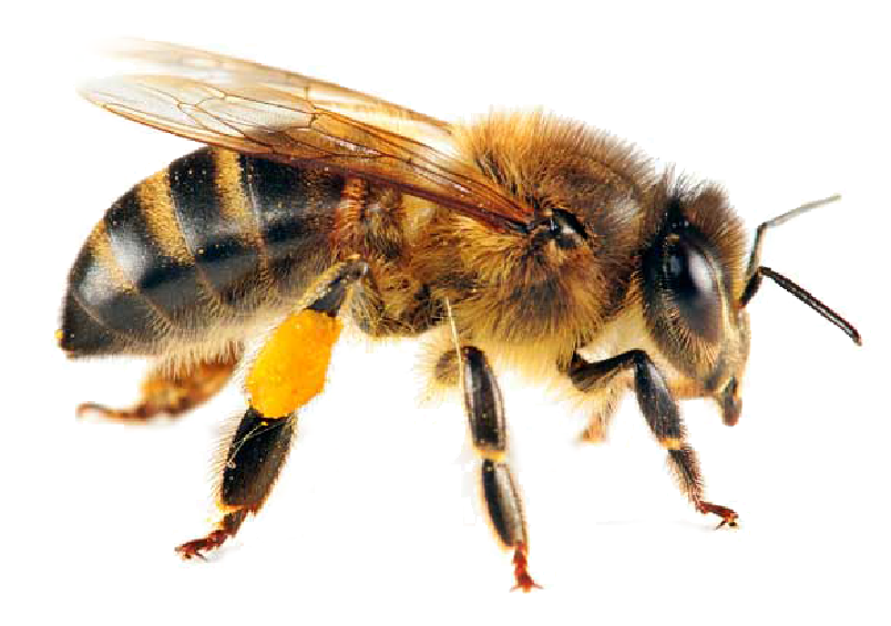 bees