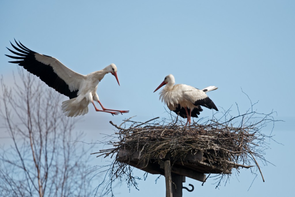 kattohaikara_micha-fager