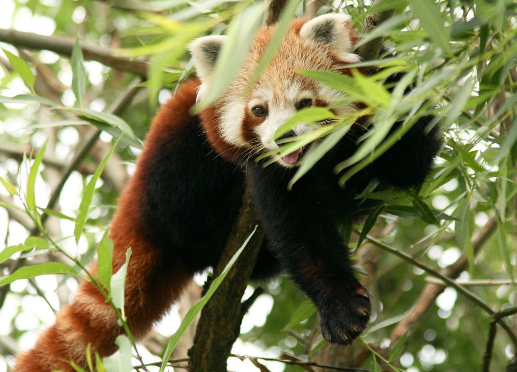 11194562_10153216598352225_707396539634055882_o