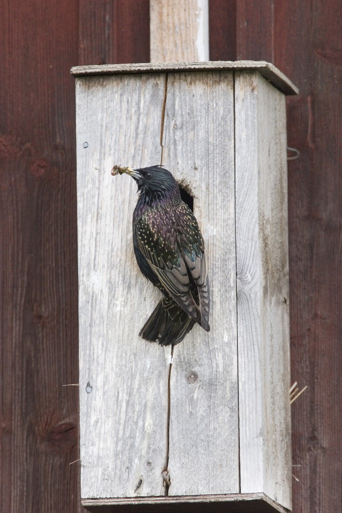 kottarainen,pönttö,pesintä