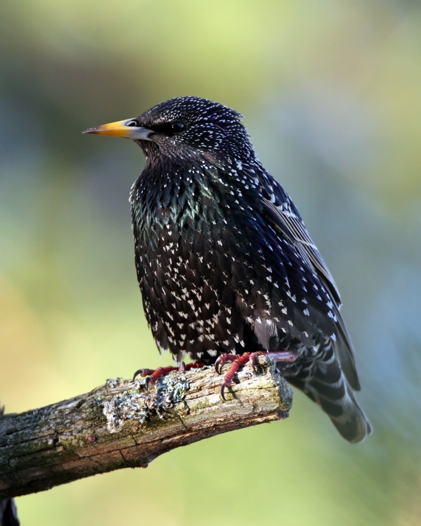 kottarainen-petri-pietilainen