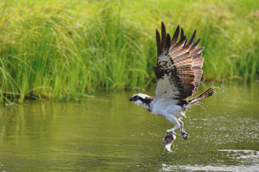 pohtiolampi-saaksi-juhani-koivu