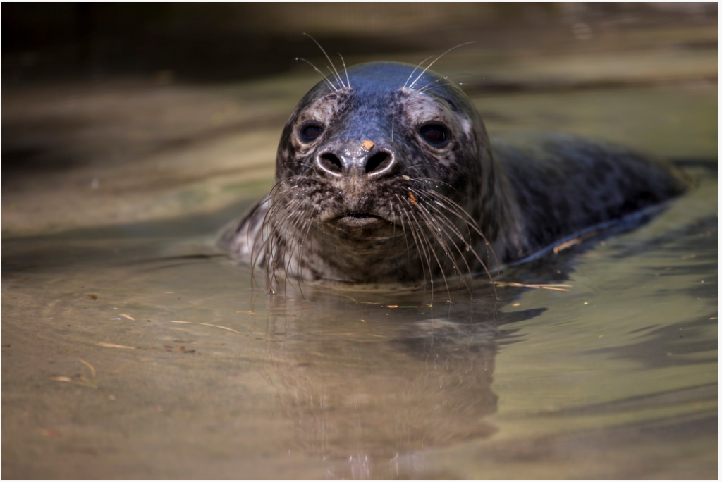 2015-07-10 14_34_45-Korkeasaari
