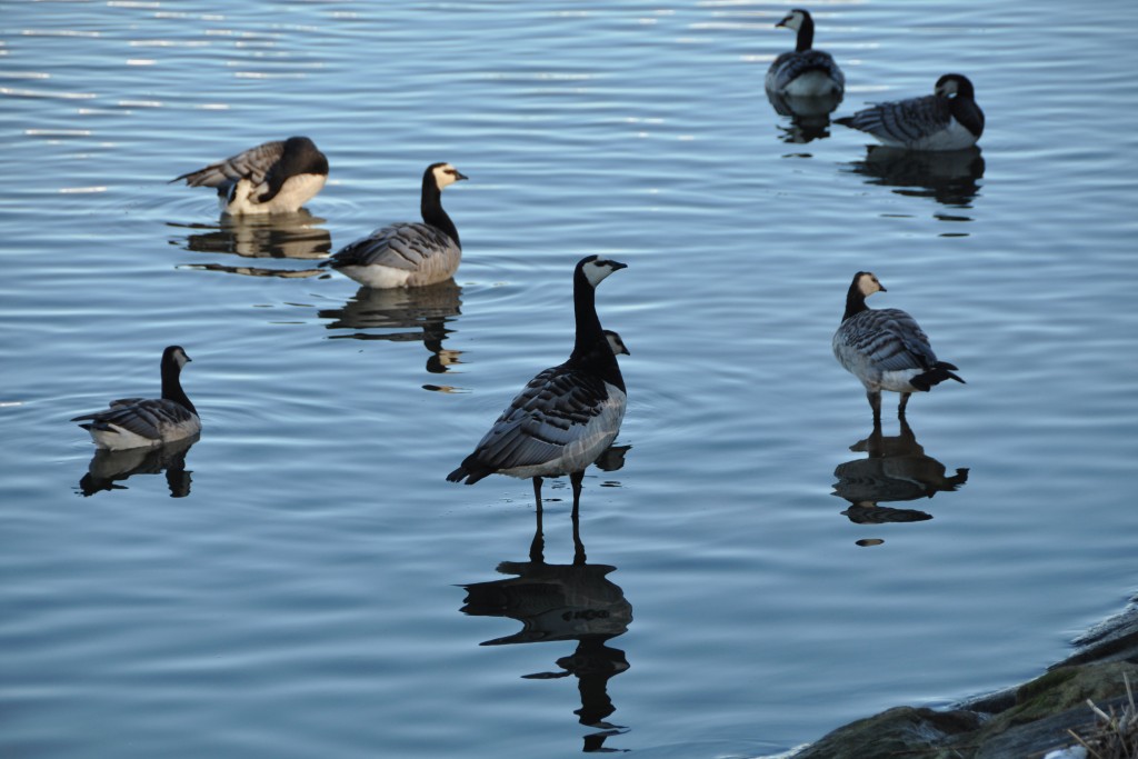 Valkoposkia_Kuva Eija Putkuri
