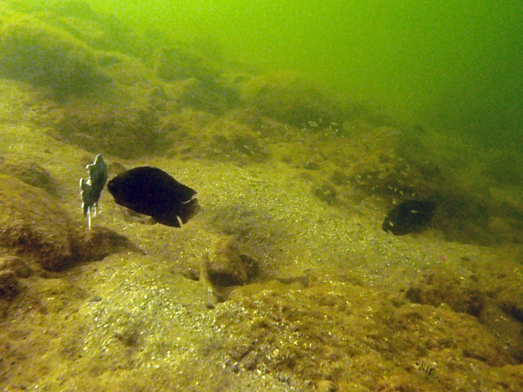 Kirjoahven hyökkäämässä kalamallin kimppuun