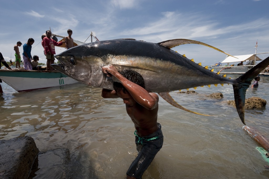 Jacana tuna fish landing. Puerto Princesa, Palawan, Philippines. 24 April 2009