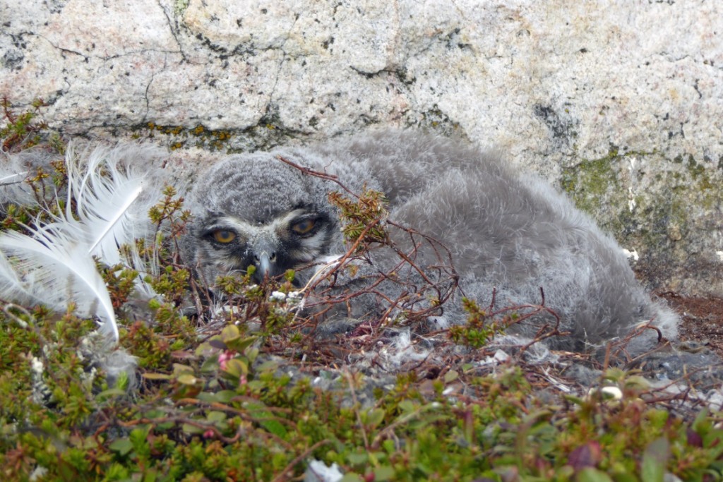 tunturipollon-poikanen-kuva-petteri-polojarvi-metsahallitus