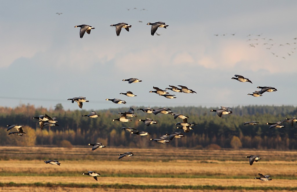 valkoposkihanhet-jan-sodersved