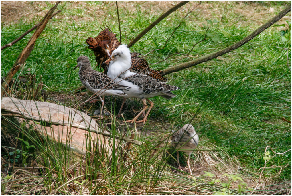 2015-11-19 12_41_34-Korkeasaari