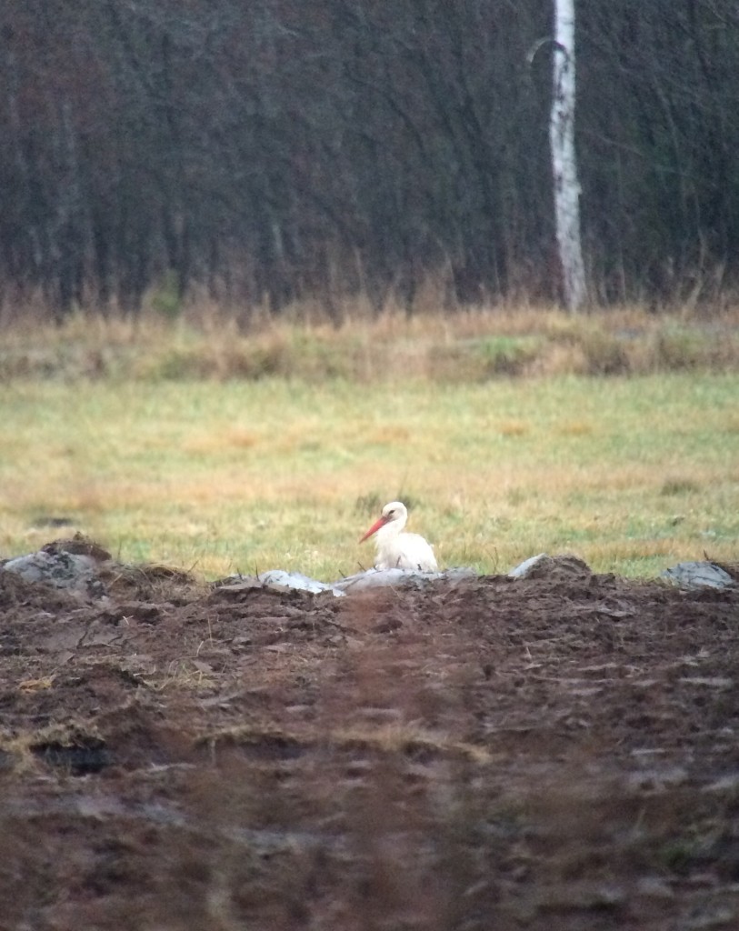 kattohaikara-813x1024