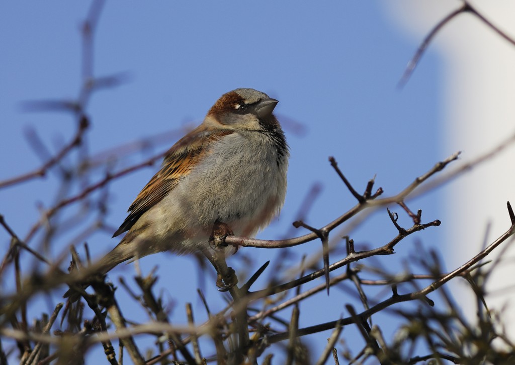 Koiras varpunen (Passer domesticus) Kuvaaja: Reijo Lähteenmäki  The male House Sparrow (Passer domesticus).