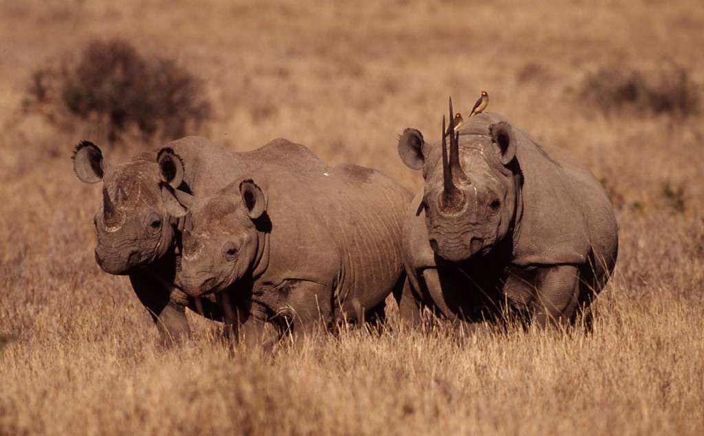 Black rhinoceros (Diceros bicornis)