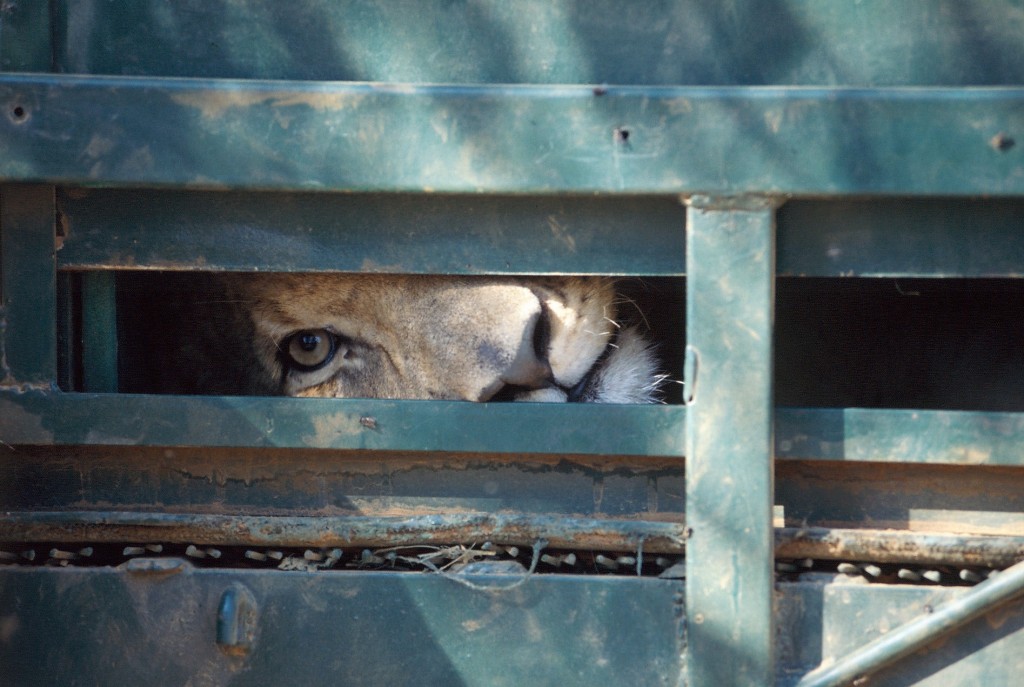 lion-in-crate-