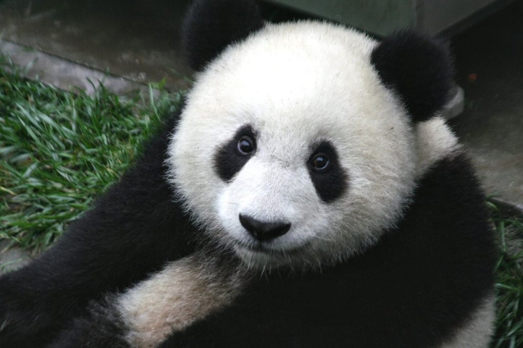 1280px-Panda_Cub_from_Wolong,_Sichuan,_China