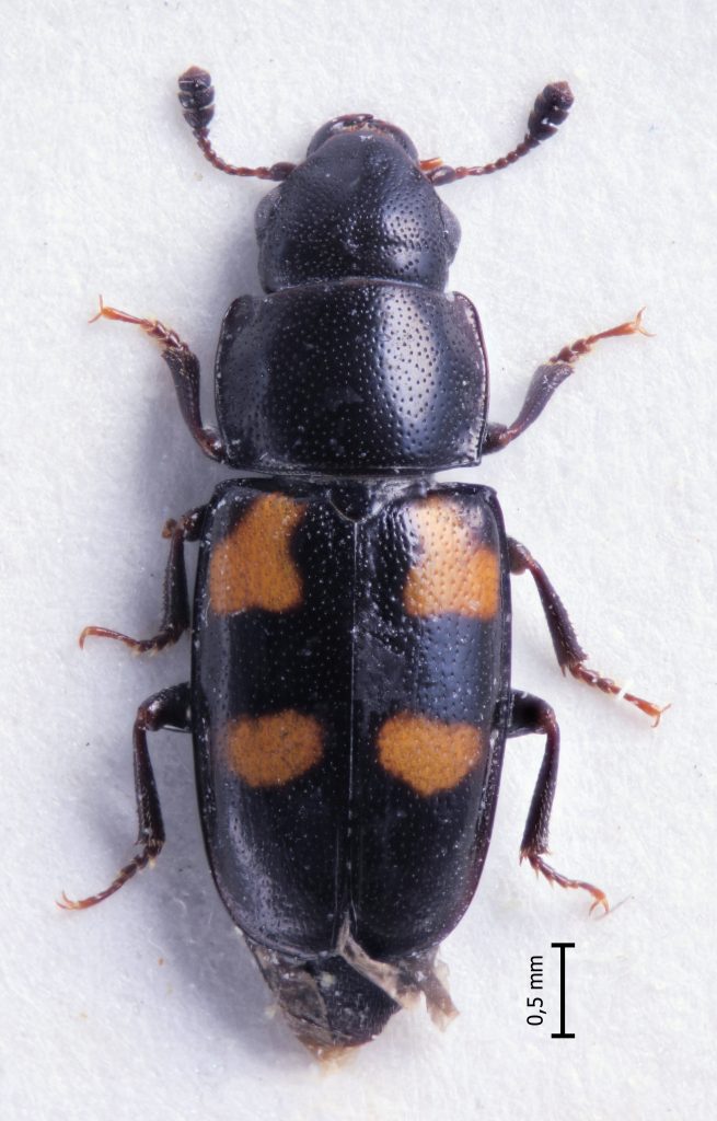Glischrochilus_tremulae_m