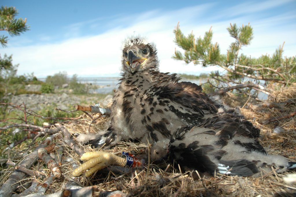 Kuvaaja: Ismo Nuuja/WWF