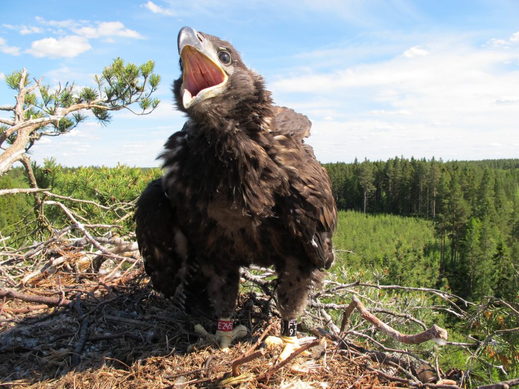 Kuvaaja: Matias Snellman /WWF