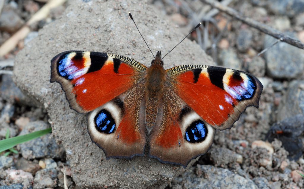 Tiedote_Neitoperhonen_JuhaSormunen