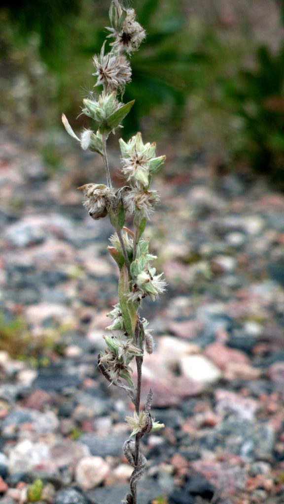 rudus_lumo_renkomaki