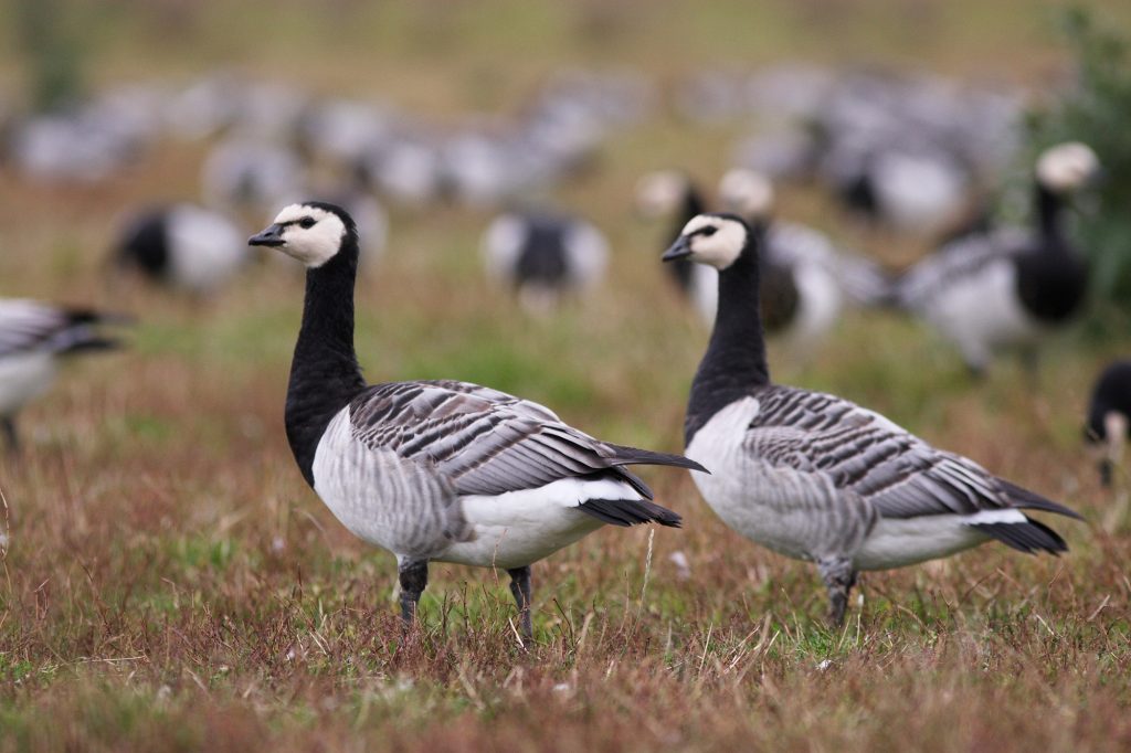 valkoposkihanhet-jussi-vakkala