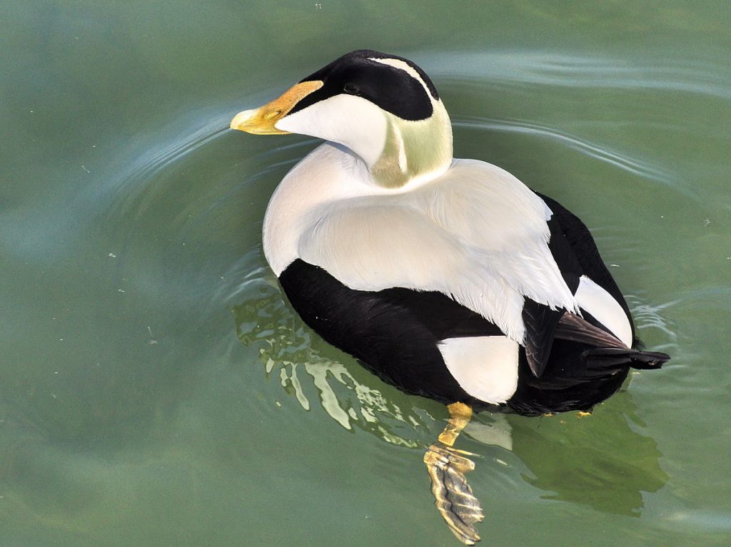 somateria_mollissima_-_holzbrucke_2011-03-24_15-21-26