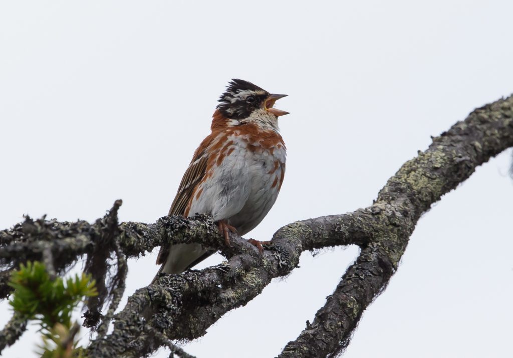 pohjansirkku_petri-vainio