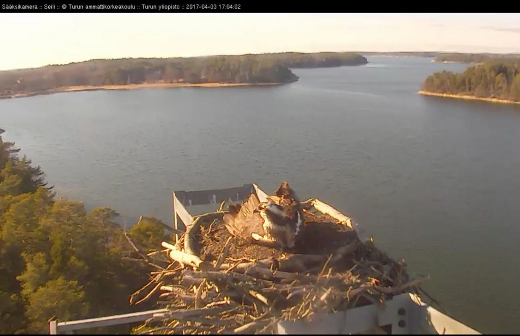 17504216_1686889618277483_6524473601291651378_o