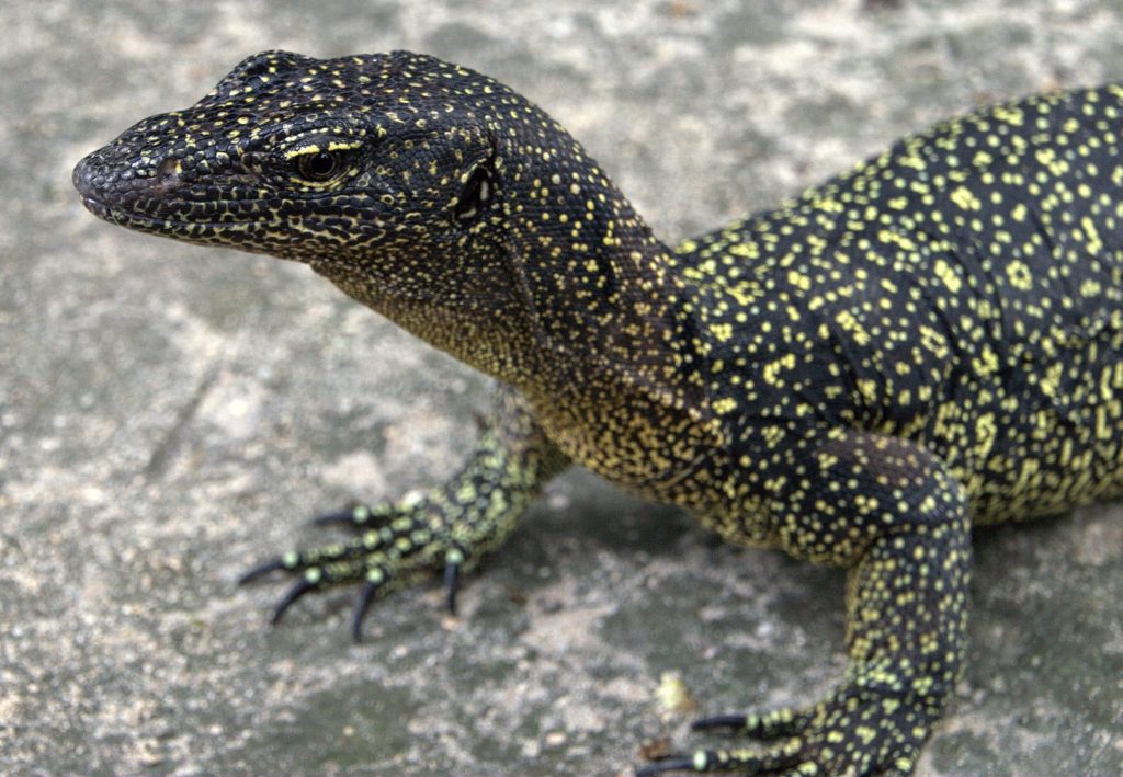 varanus-douarrha-2