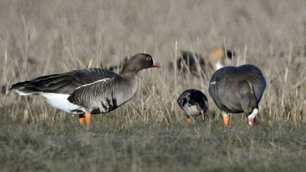 c-tapio-kostet-wwf-kertakayttooikeus