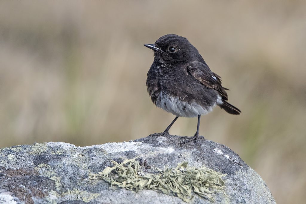 nokitasku_jorma-tenovuo