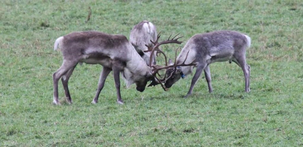 kuva-1-metsapeura-vasemmalla-ja-porohirvas-oikealla-ottavat-mittaa-toisistaan_kuva-pekkakilpelainen