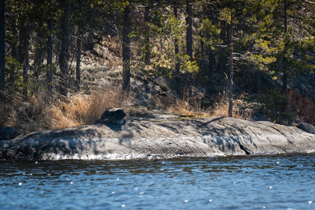 mh-054_metsahallitus_markku_tissarinen