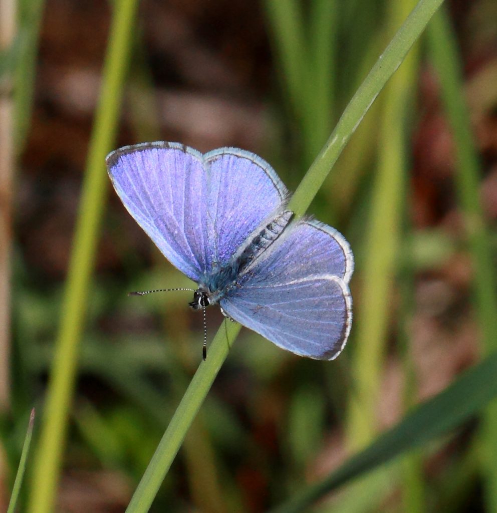 paatsamasinisiipi_juhavarrela