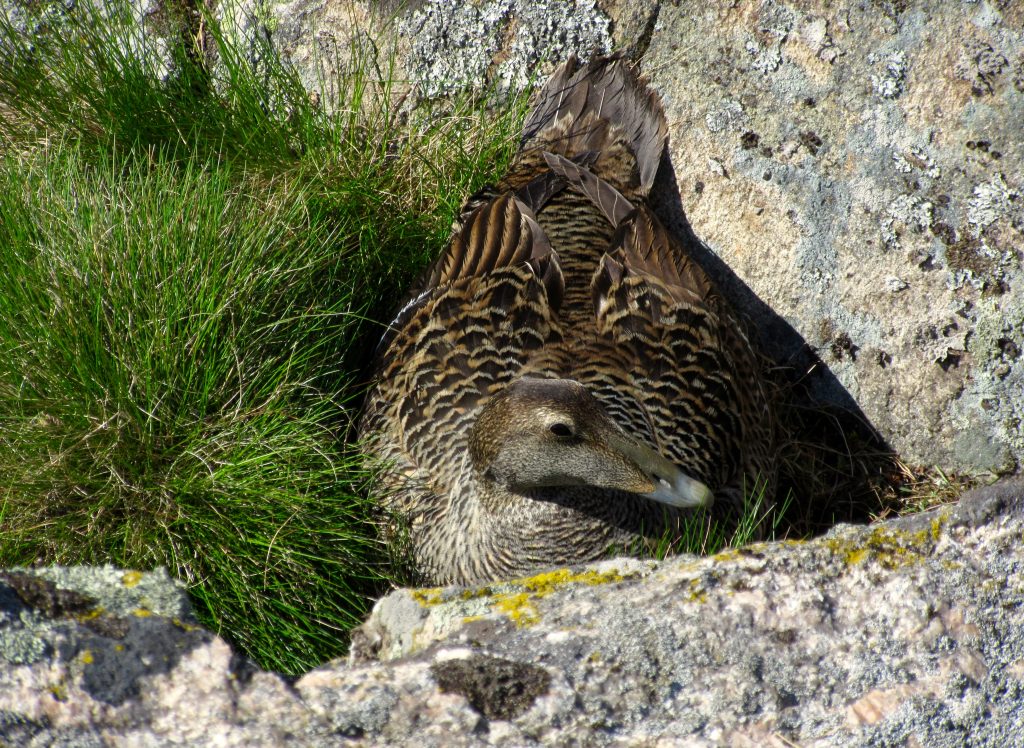 haahka-naaras_emmakosonen